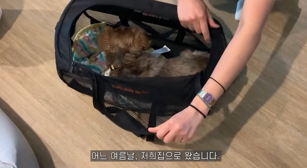 유기견 입양전후 변화. 겁많은 강아지의 100일간 브이로그 | 인스티즈