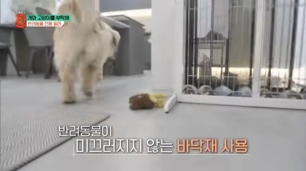 반려동물이 있어야지만 입주할수있는 빌라 | 인스티즈