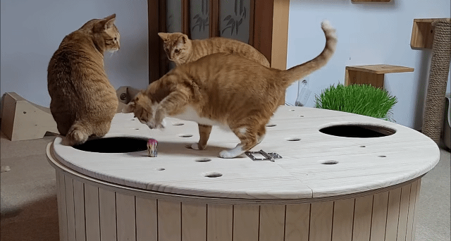 해괴한 고양이 장난감을 만들어낸 오늘자 매탈남.. jpg | 인스티즈