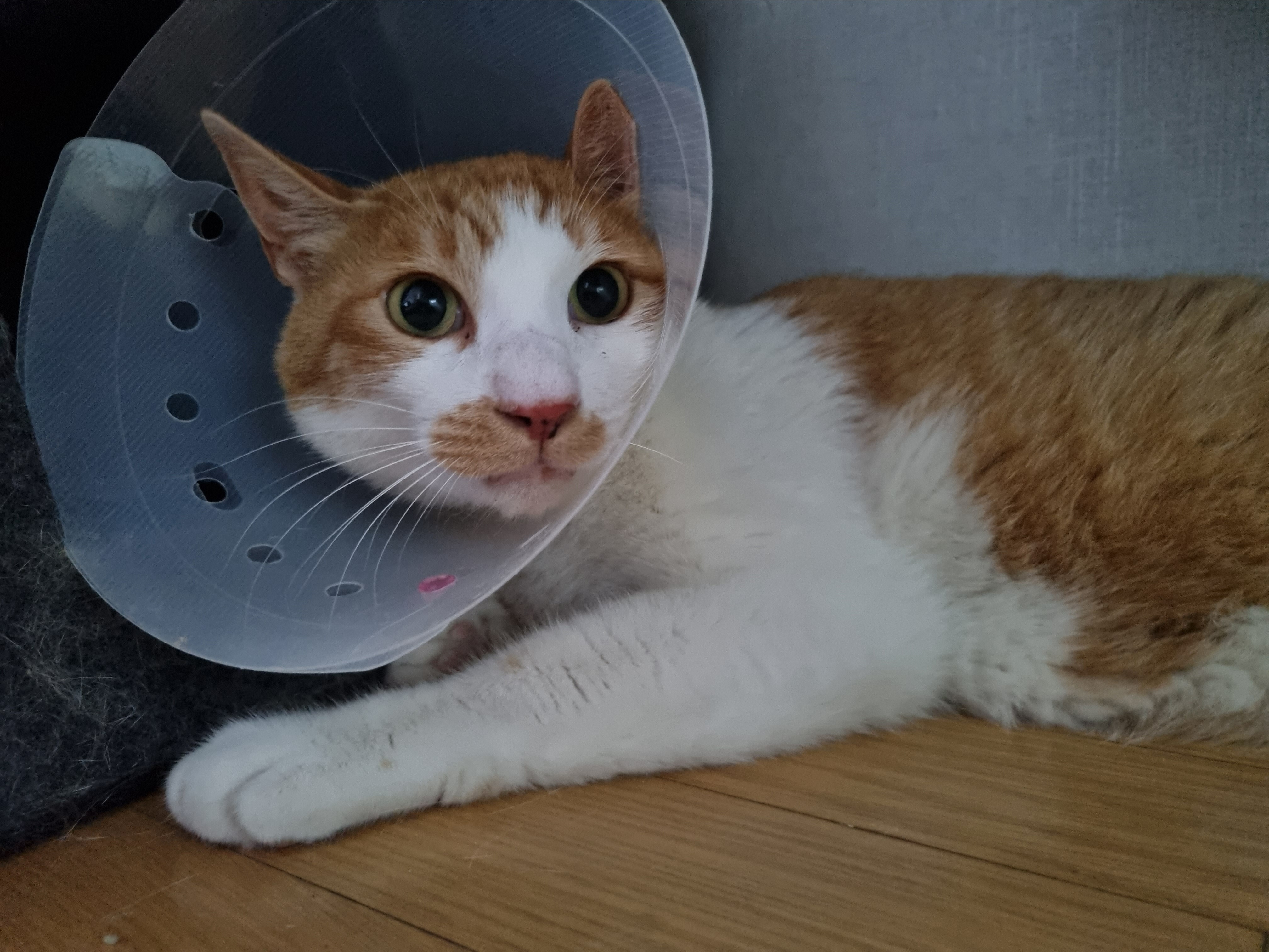 코시국에 재택하다가 고양이를 만났는데.. | 인스티즈