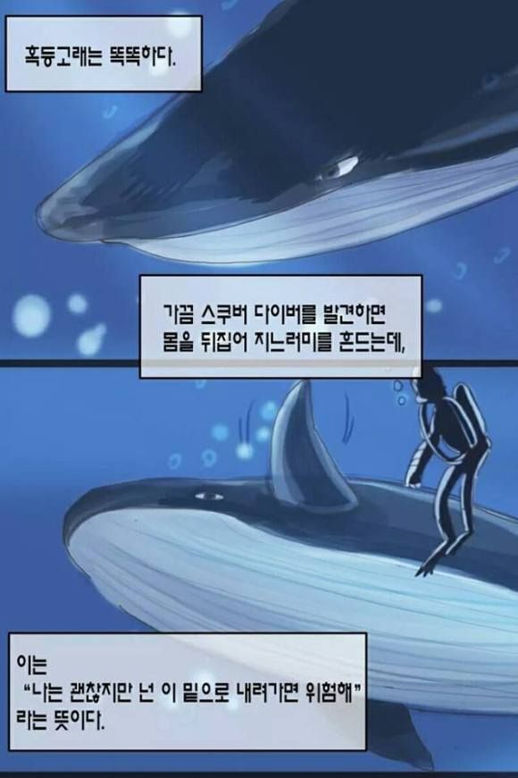 혹등고래가 바다의 천사라 불리는 이유.jpg | 인스티즈