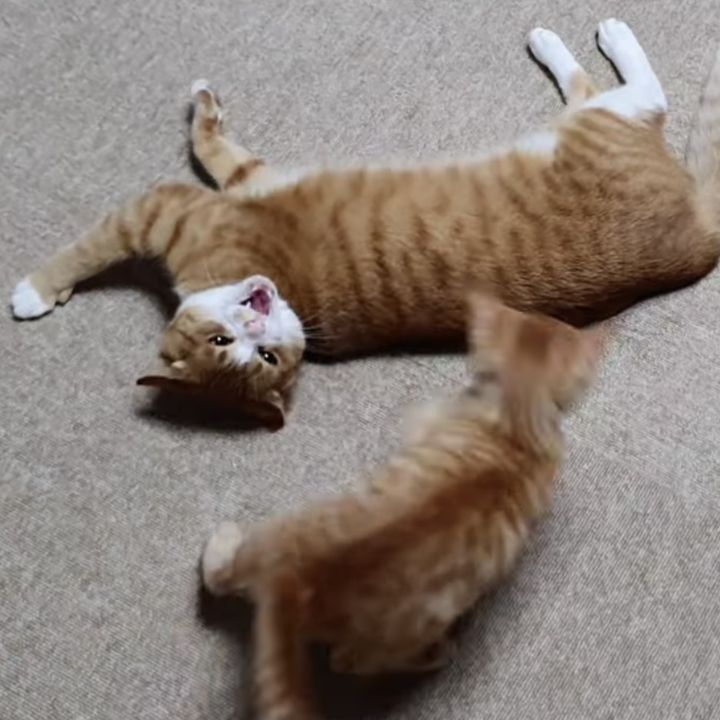 [매탈남] 매콤하게 생긴 고양이 | 인스티즈