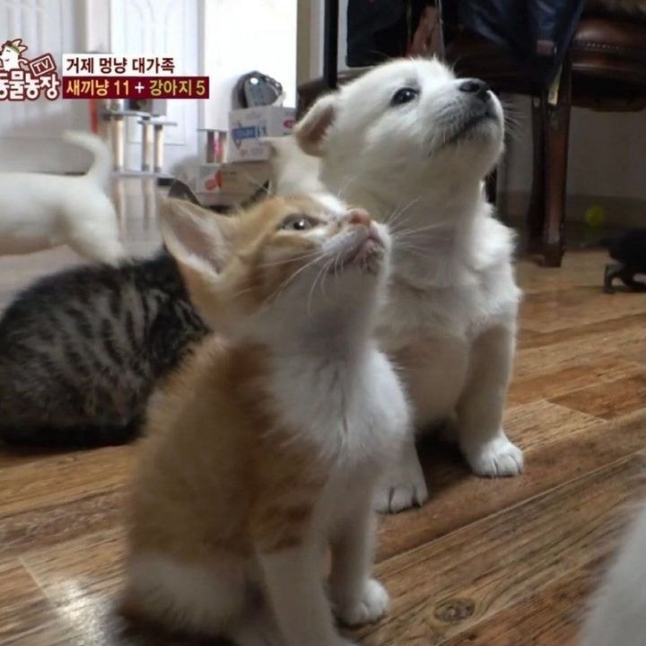 밥 기다리는 멍냥이 | 인스티즈