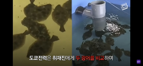 방사능 오염수에서 자란 맛 좋은 일본 광어 | 인스티즈