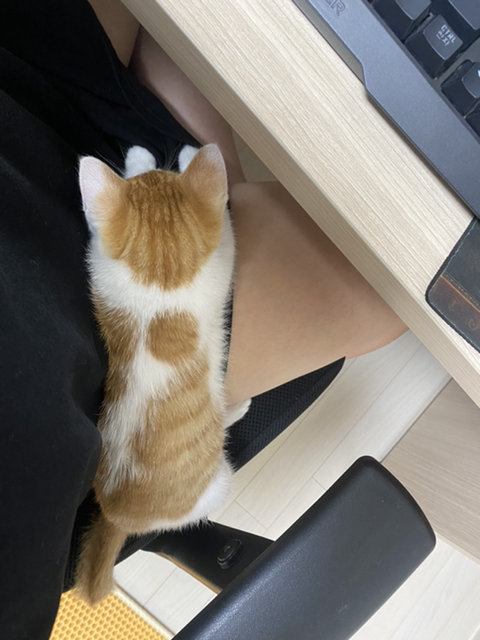 냥줍한지 한달 된 우리 고양이 보고가~!~! | 인스티즈