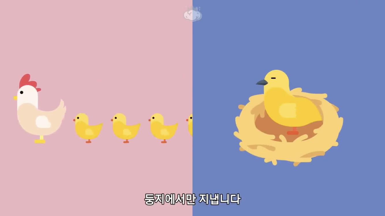 거리에 비둘기가 이렇게 많은데 왜 새끼 비둘기는 안 보일까? | 인스티즈