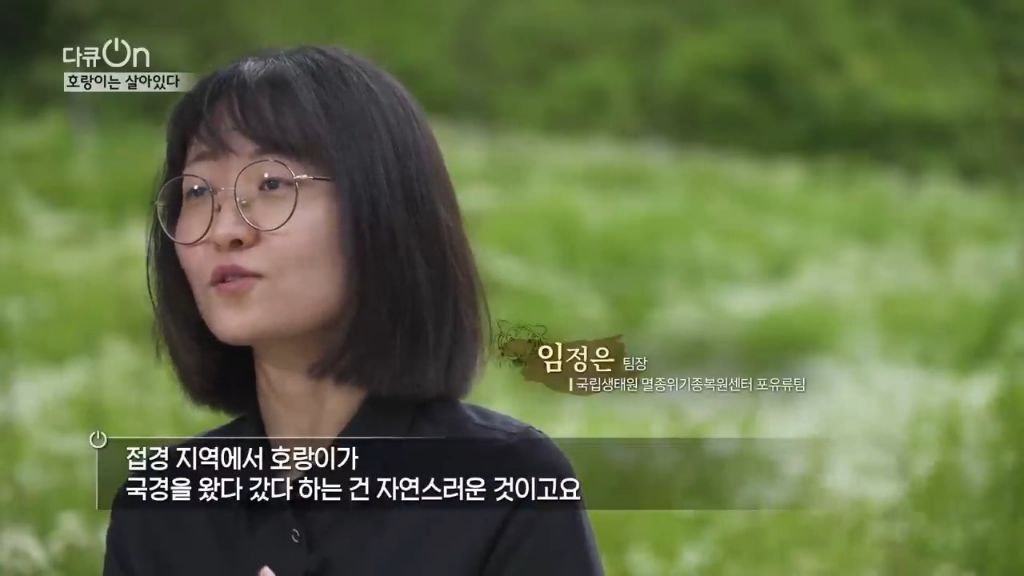 '절멸'의 '한국 호랑이'. 🐅 그 100년간의 이야기. -마지막- | 인스티즈