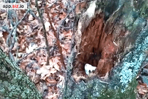 귀여운 외모와 달리 세상에서 제일 성격 나쁘다는 흰담비.jpg | 인스티즈