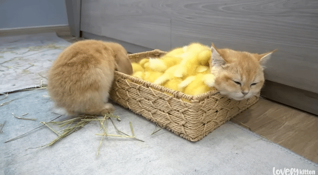 한 바구니 안에 고양이, 오리, 토끼가 포옥 파묻혀 있음 | 인스티즈