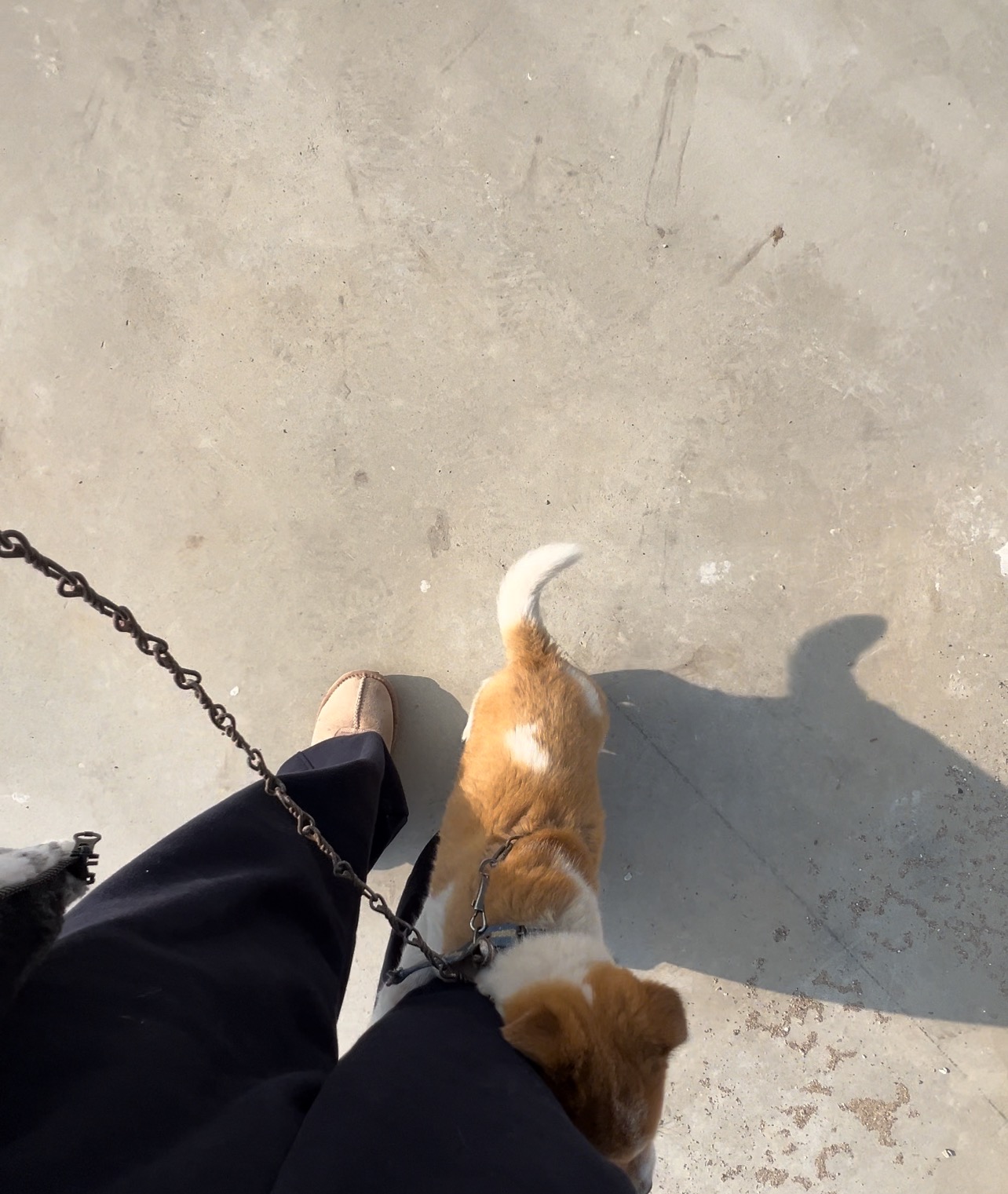 할머니집 시골개 산책시켜주고 왓다내요 | 인스티즈