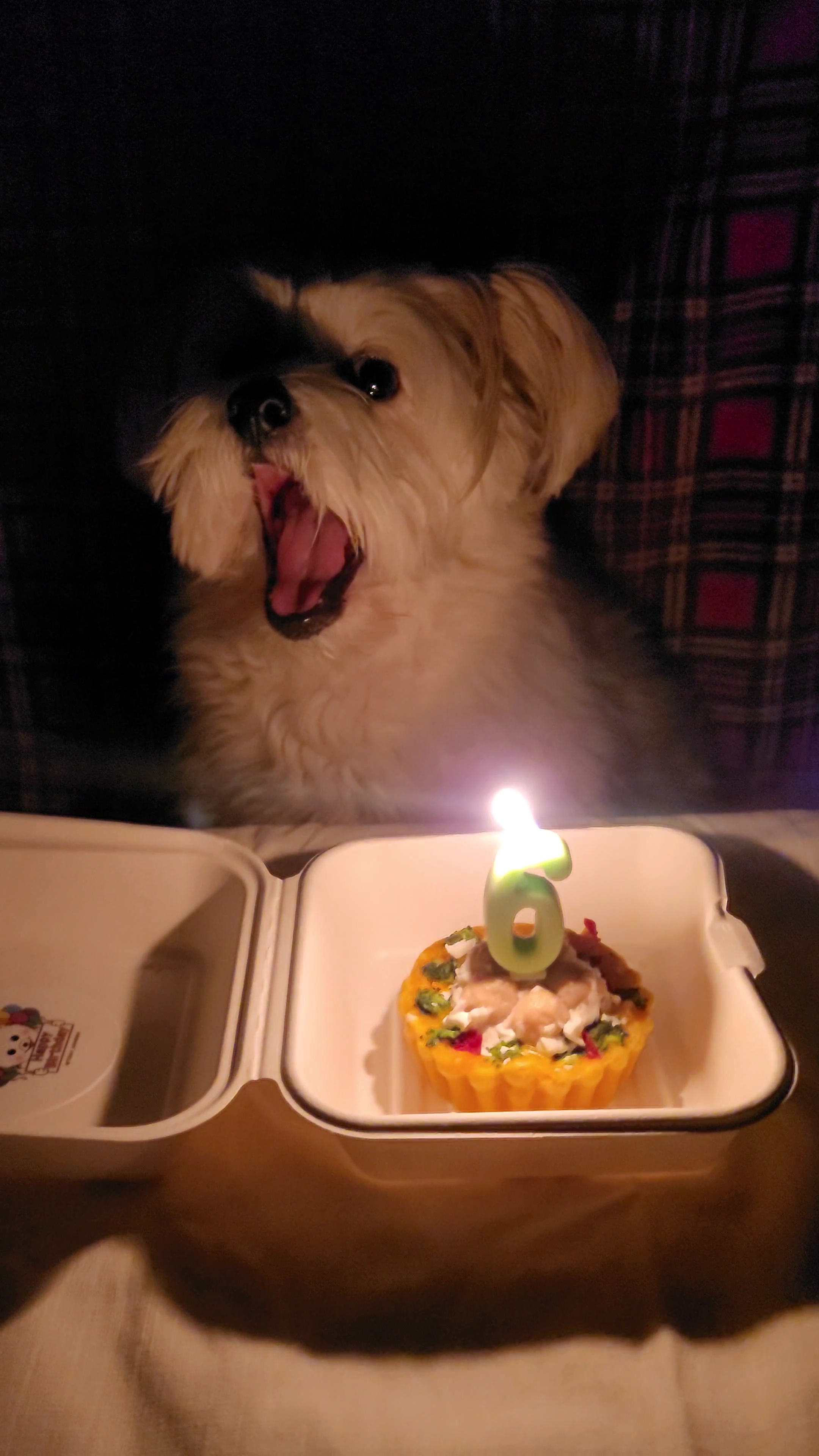 우리 강아지 생일 케이크 받고 놀란듯 | 인스티즈