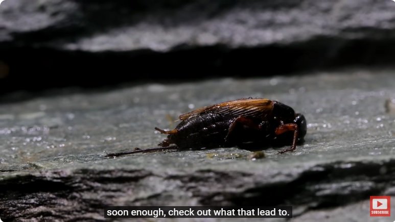 거대한 수조에 열대우림 환경을 조성해놓으면 생기는 일 - 2 | 인스티즈