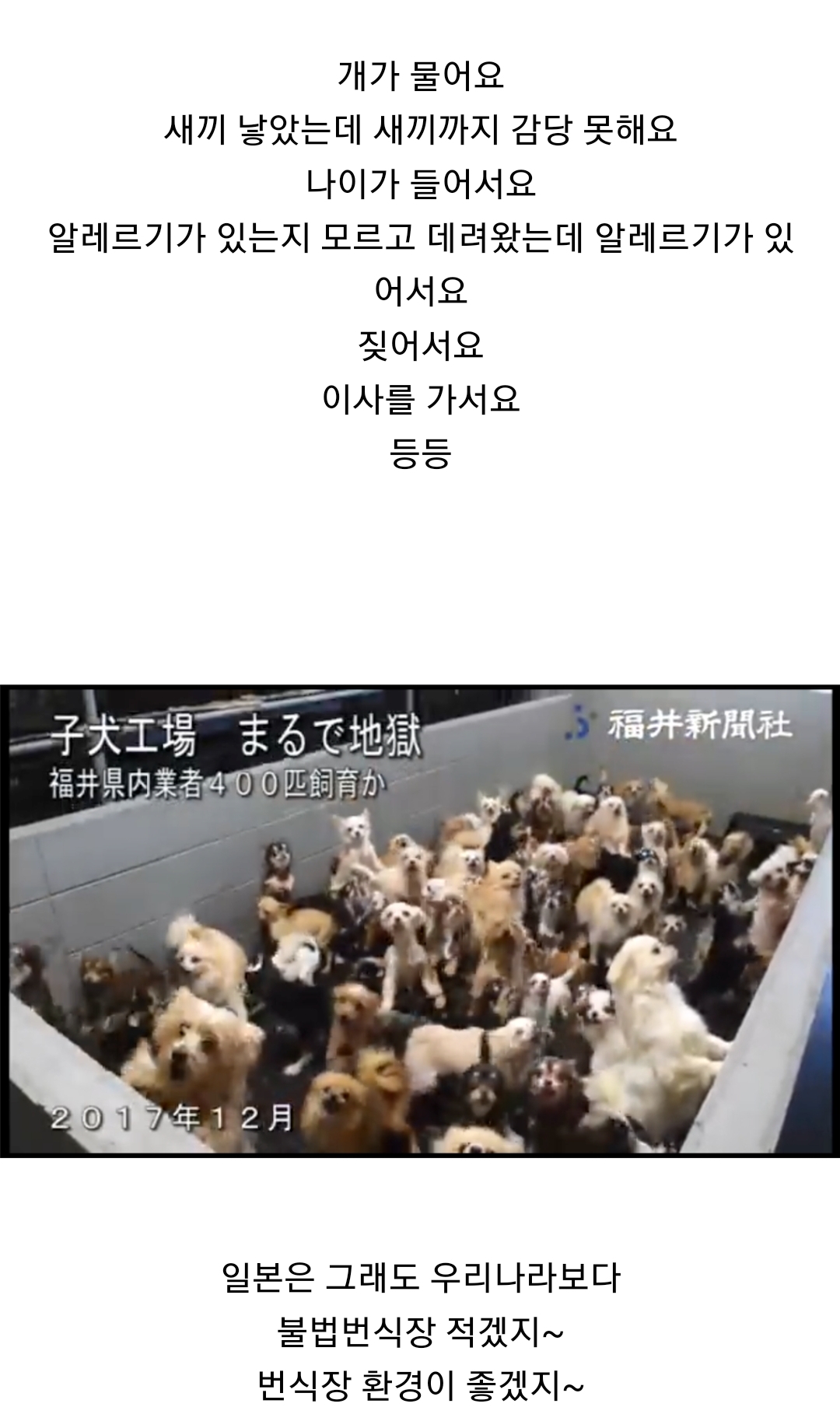 우리나라 펫샵 문화가 어디에서 왔는지 알고 있어? | 인스티즈