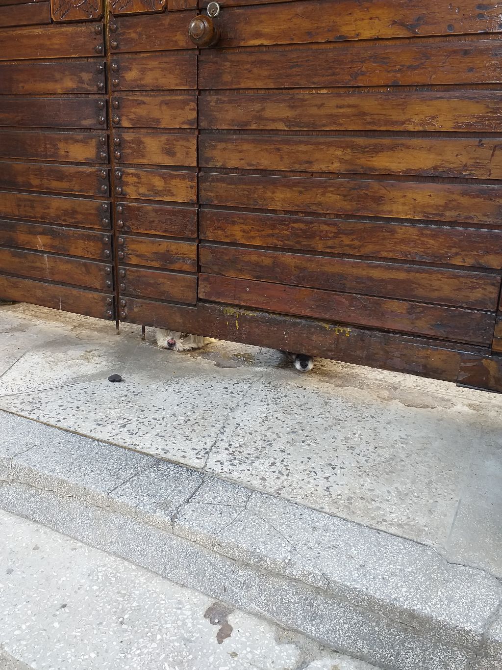 길에서 고양이 보면 사진을 안 찍고는 지나갈 수 없는 병에 걸림 😚🐈‍⬛🐈 | 인스티즈