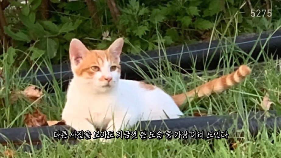 꽁꽁얼어붙은 한강위를 걷는 고양이는 몇살일까? | 인스티즈