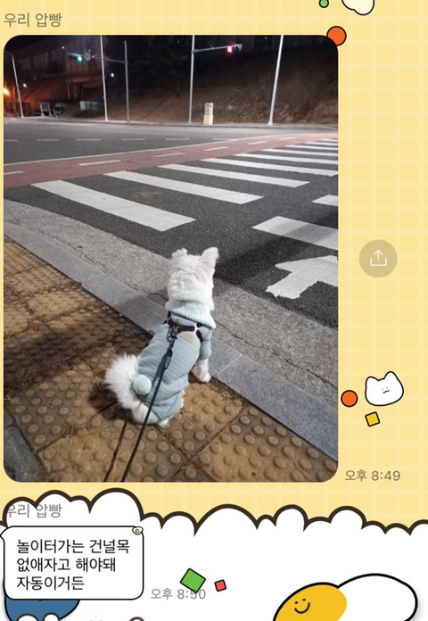 [강아지] 아빠가 보내주는 강아지 사진이 좋은 이유 | 인스티즈