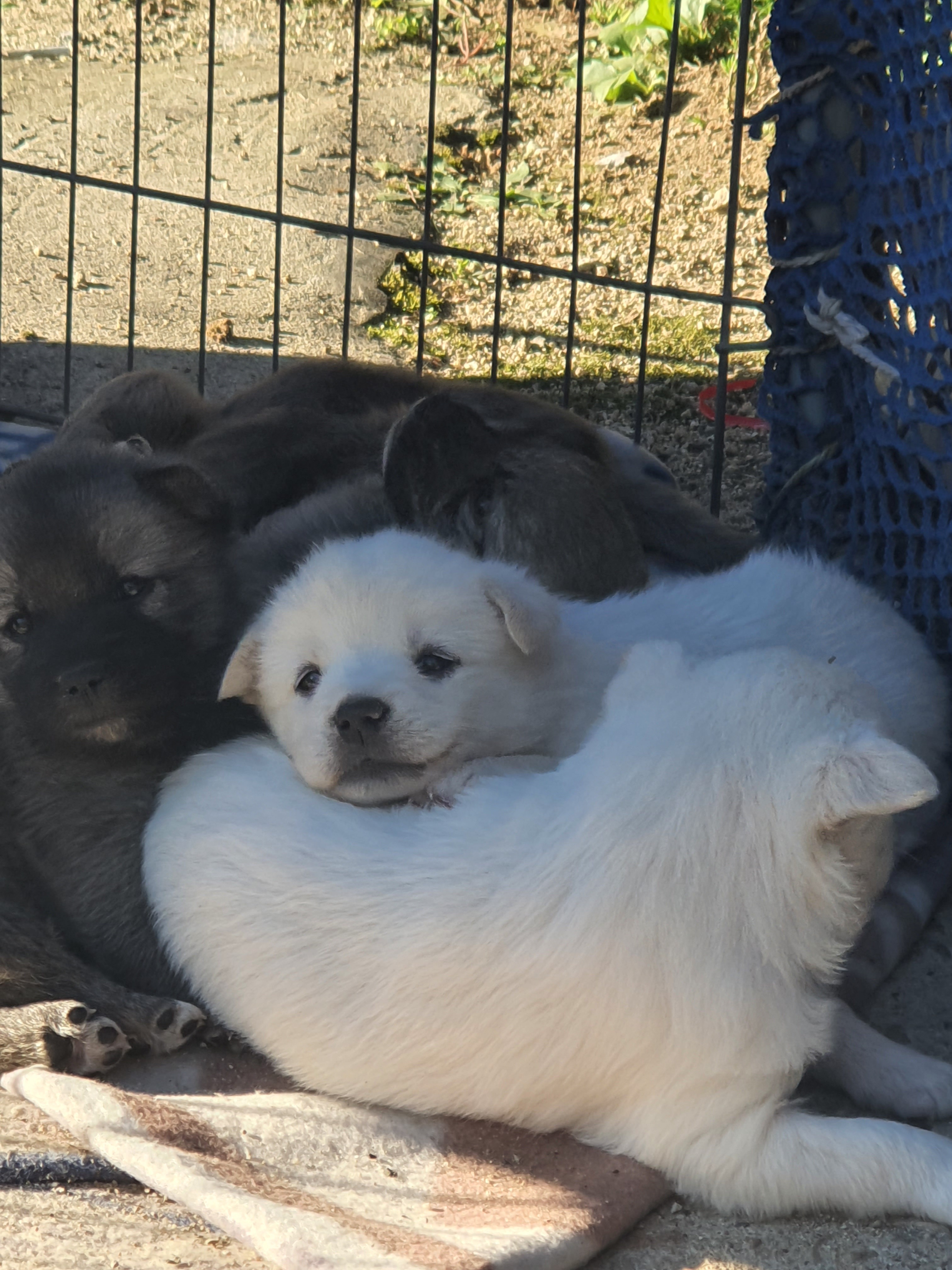 동네 친한 강아지 새끼낳았는데 나 자꾸 따라다녀 (동물농장/ 사진많음) +사진추가 | 인스티즈