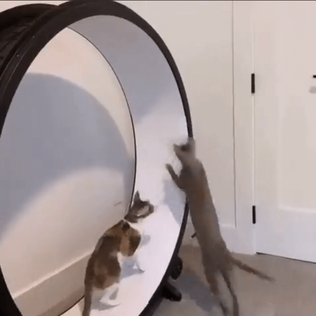 고양이 두마리가 같이 캣휠타는 방법.gif | 인스티즈