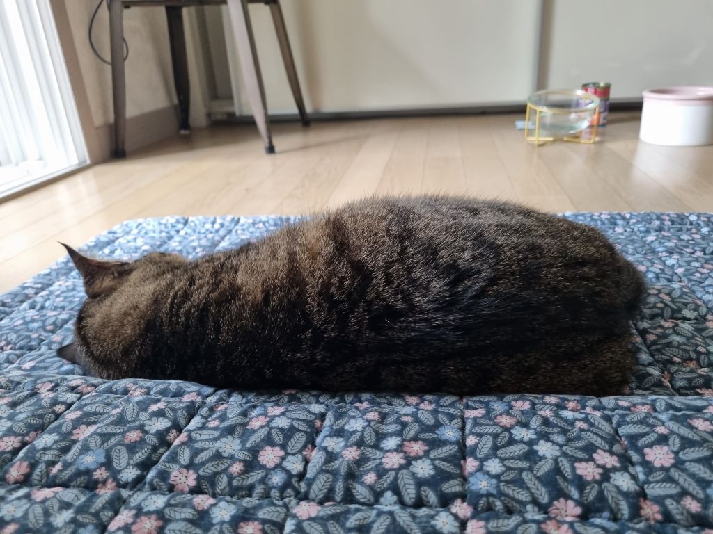 주차장에 버려진 고양이 | 인스티즈