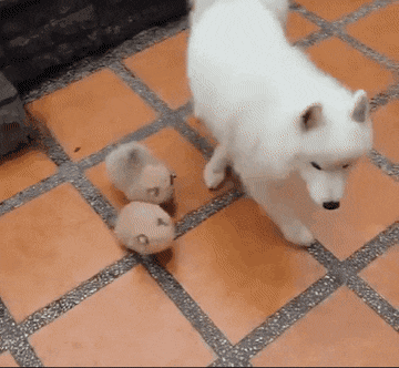 엄마 따라다니는 아기포메 | 인스티즈