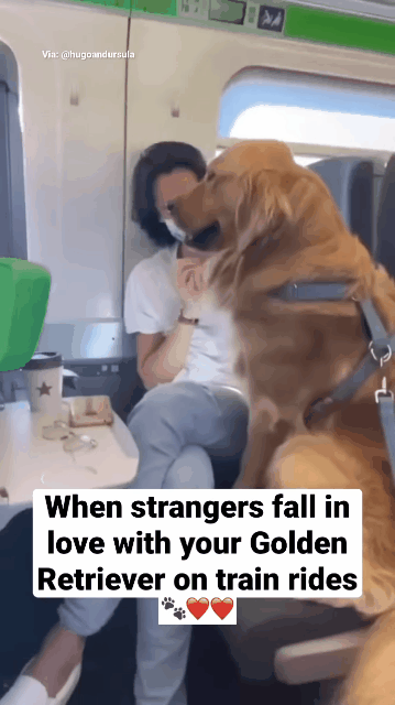 기차에서 주위 사람들 홀리는 골든리트리버 | 인스티즈