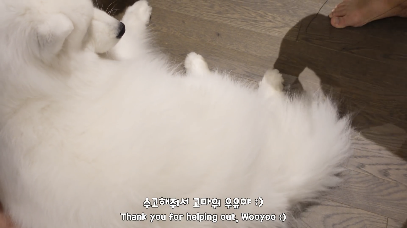 사모예드와 흔들리는 이 뽑는 법 | 인스티즈