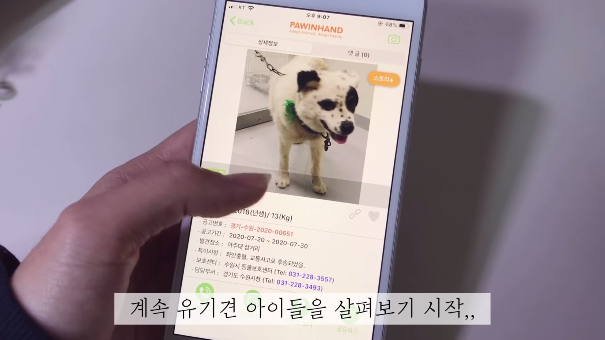 "공고번호 411번" 강아지가 입양되기 전 후 모습.jpgif | 인스티즈