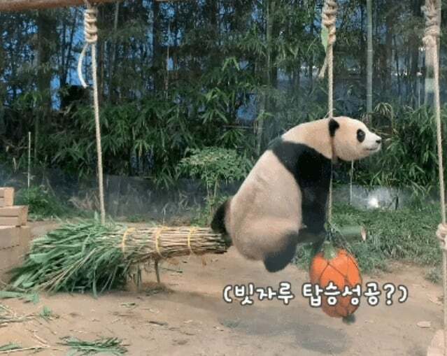 푸바오가 천재인 이유.gif | 인스티즈