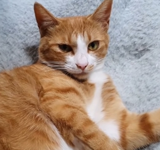 [매탈남] 매콤하게 생긴 고양이 | 인스티즈