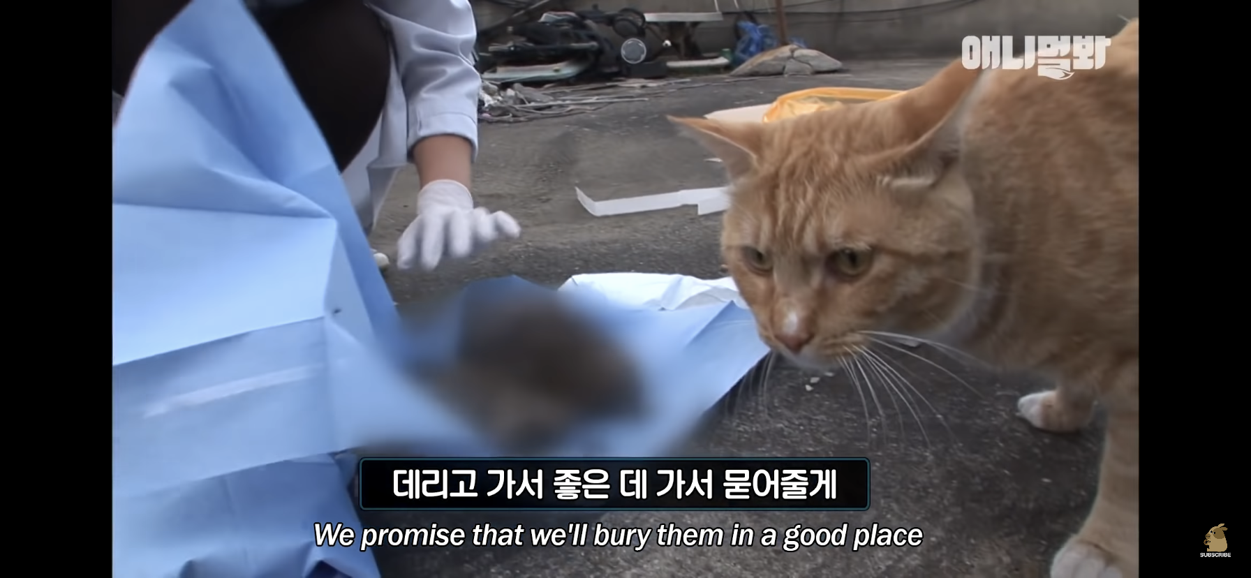 길고양이 목에 쪽지를 달자 생긴 영화같은 일 | 인스티즈