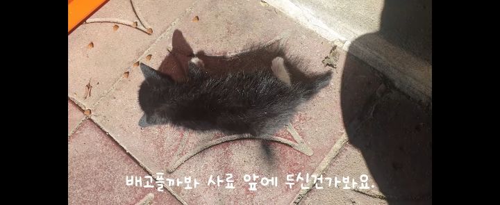 얼어죽어있던 아기고양이를 녹였더니.. | 인스티즈