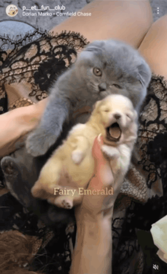 아기 강아지 안아주는 아깽이 | 인스티즈