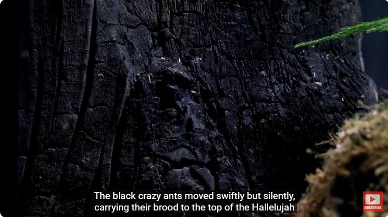 거대한 수조에 열대우림 환경을 조성해놓으면 생기는 일 - 2 | 인스티즈