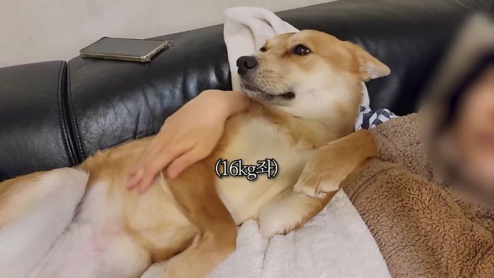 집에 강아지들끼리만 남겨졌을때 | 인스티즈