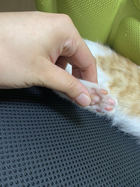 냥줍한지 한달 된 우리 고양이 보고가~!~! | 인스티즈