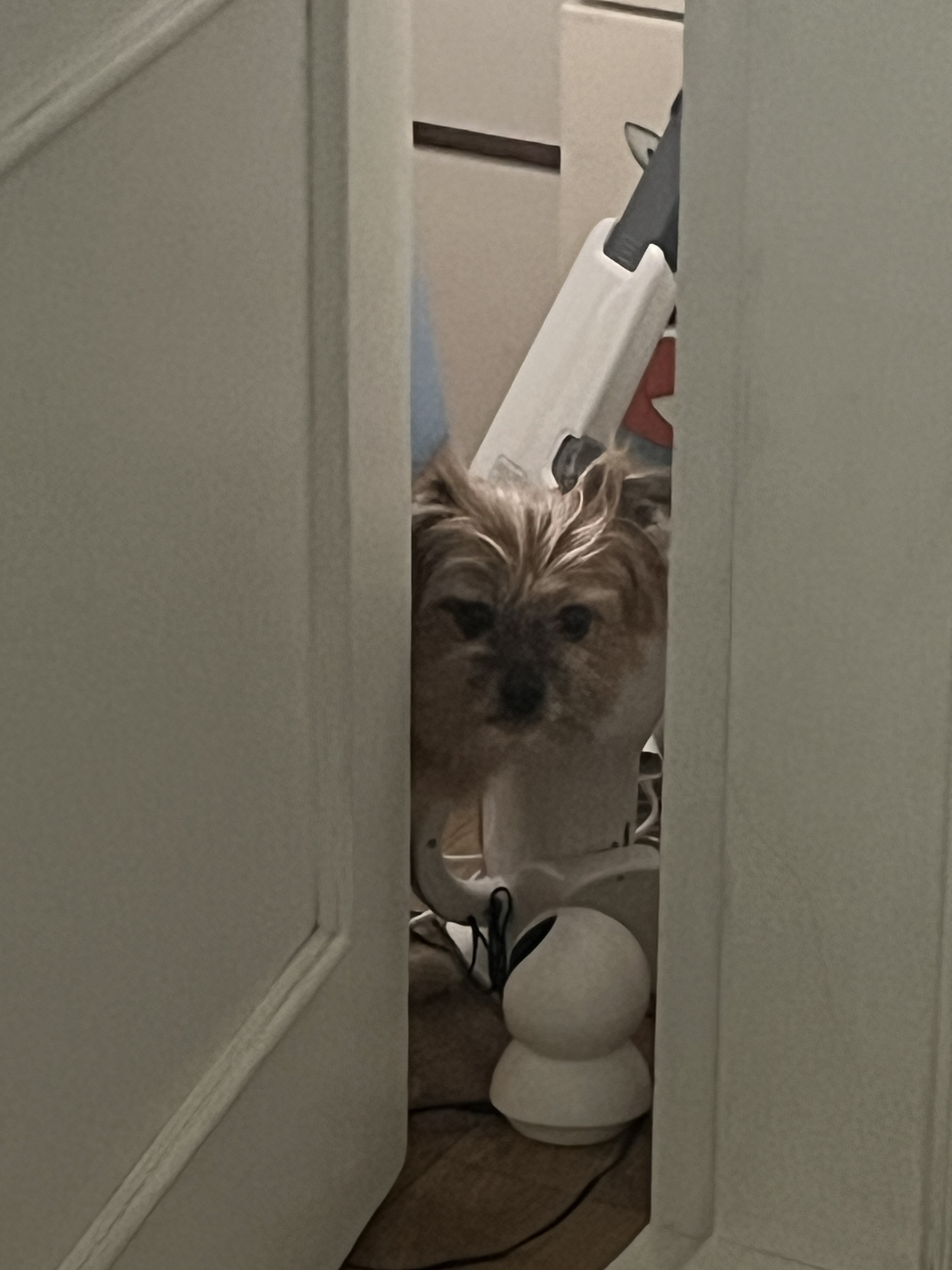 친구네 강쥐 하루 펫시터 한 후기 | 인스티즈