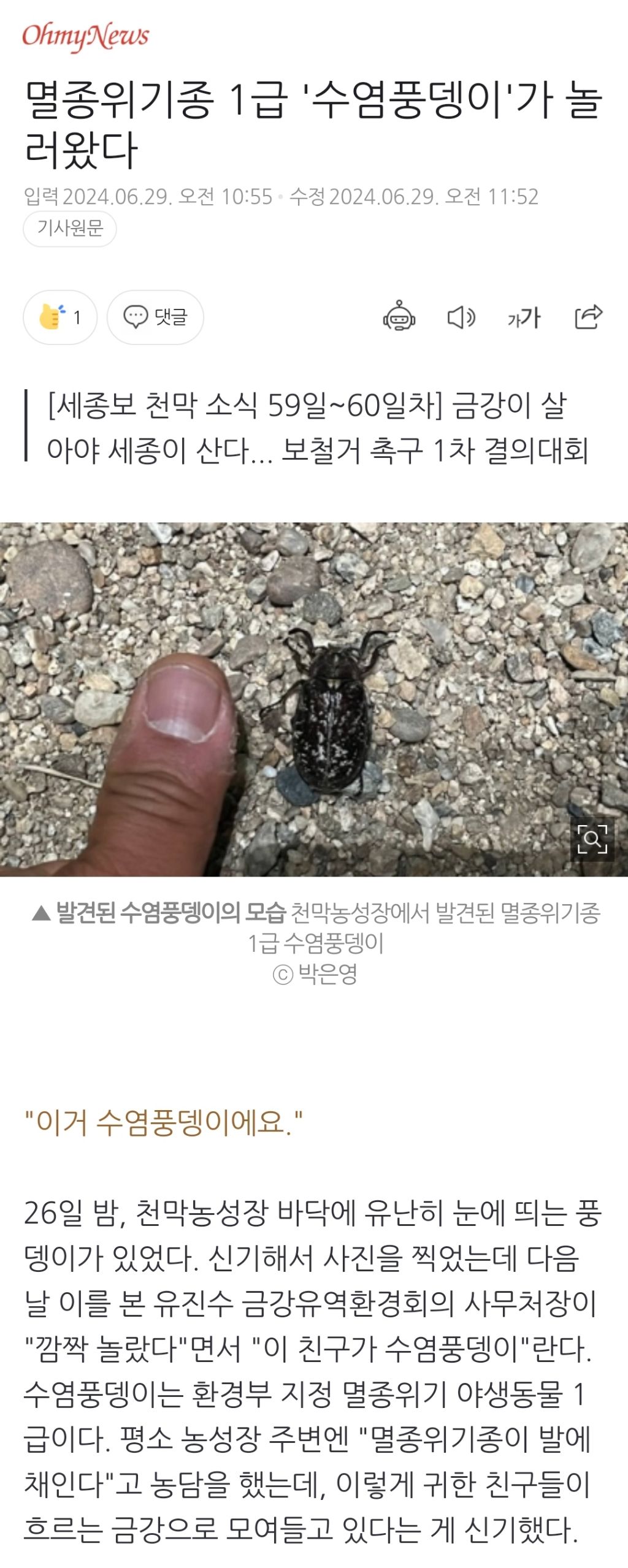 멸종위기종 1급 '수염풍뎅이'가 놀러왔다 | 인스티즈