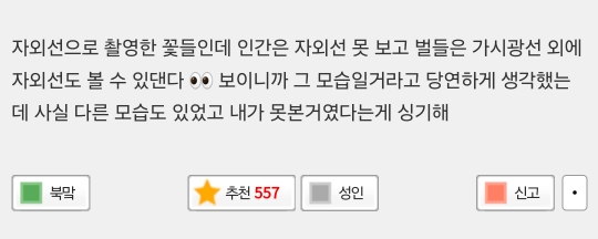 인간은 못보고 벌은 볼수있다는 꽃의 모습 | 인스티즈