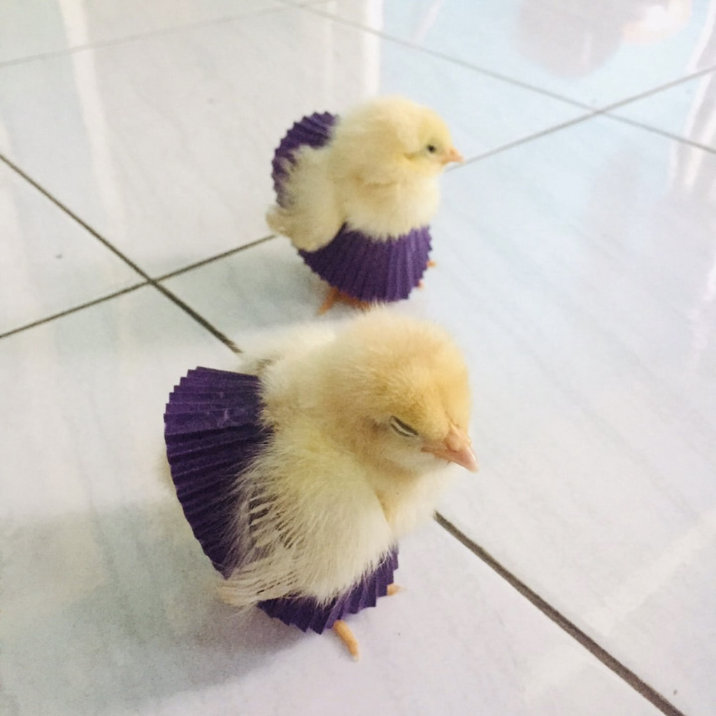 에그타르트를 반드시 냉장보관해야 하는 이유 | 인스티즈