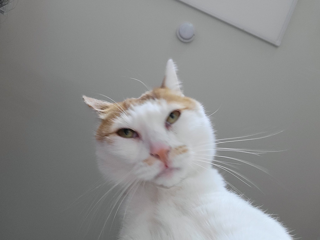 고잘알들이 좋아하는 고양이 사진 | 인스티즈