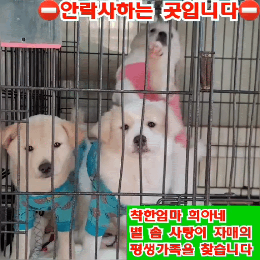 (입양처 구함/10kg 미만) 너무 예뻐서 돌아버리겠는 꼬물이 3자매들 | 인스티즈