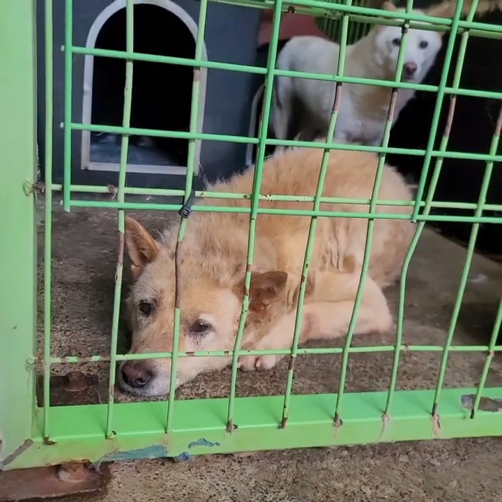 (유기견 임시보호/입양) 주인이 있었을 적 배웠던 '앉아' 도 기억하는 똑똑한 아이 도연이 | 인스티즈