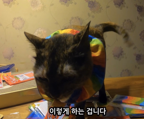 고양이가 자연생태계에 끼치는 심각한 영향(새 사체사진있음) | 인스티즈