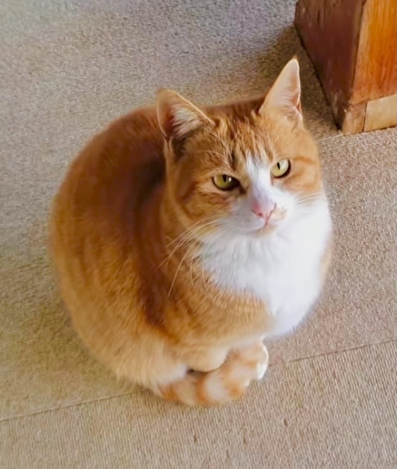 [매탈남] 매콤하게 생긴 고양이 | 인스티즈