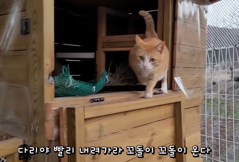 매맞는 삶을 살고 있는 매탈남 근황.jpgif | 인스티즈