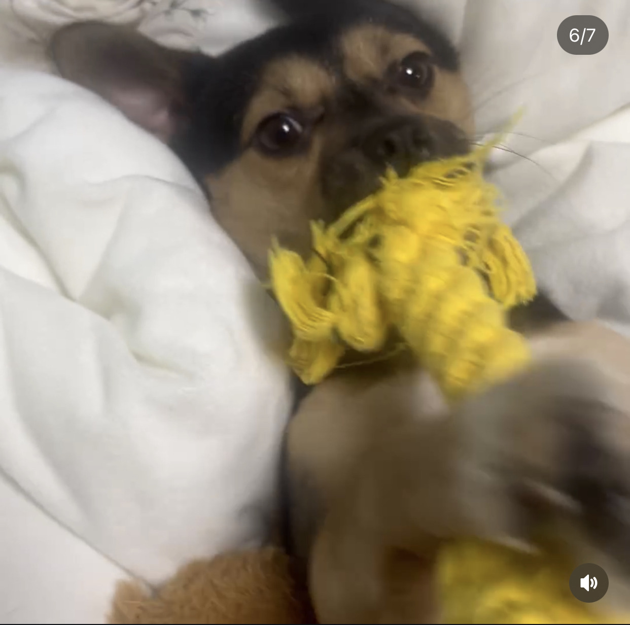 어느 고등학생 눈에 띈 교통사고 당한 유기견 근황 | 인스티즈