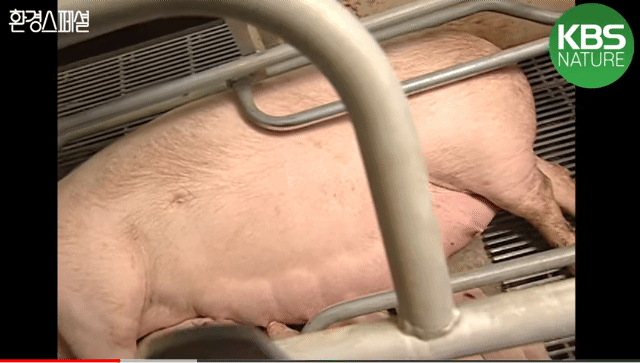 태어나자마자 바쁜 아기 돼지 (혐오주의) | 인스티즈