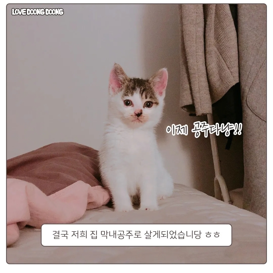 주방 싱크대 뒷편 호스에 매달려있다가 구조된 아기 고양이.jpg | 인스티즈