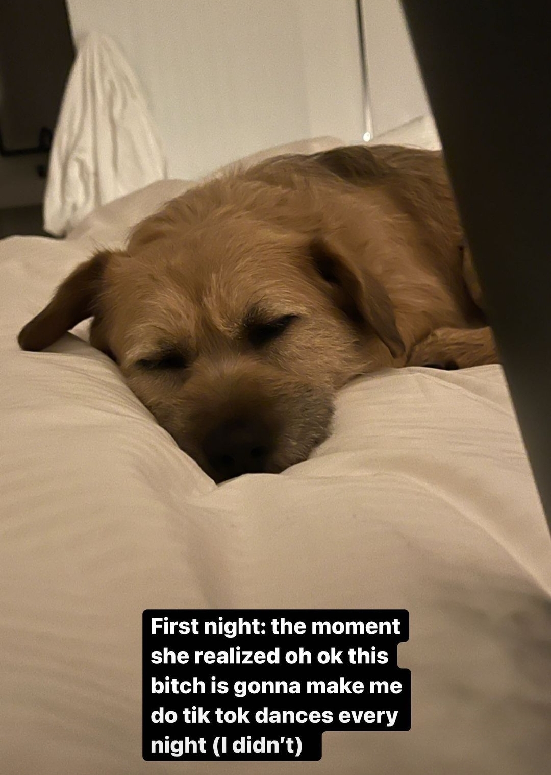 아콰피나가 키우는 한국 유기견 출신 행운이 | 인스티즈