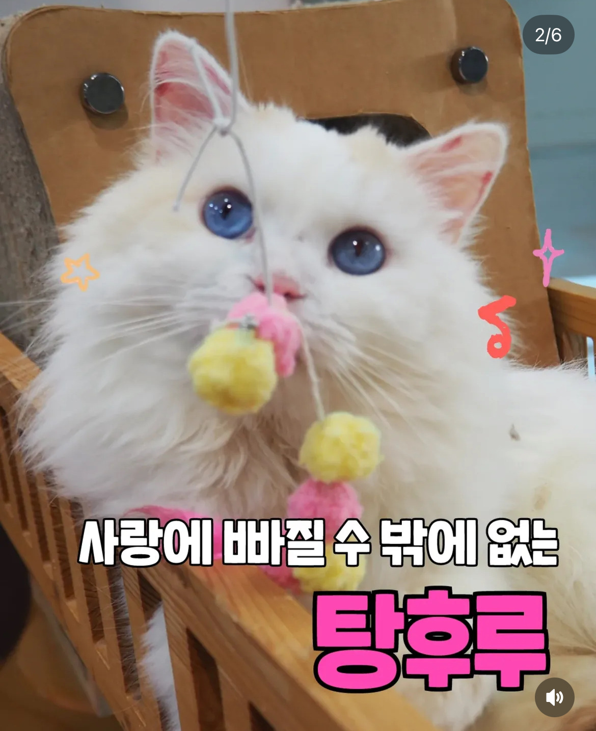 펫샵가서 100만원주고 강아지 분양할래? | 인스티즈